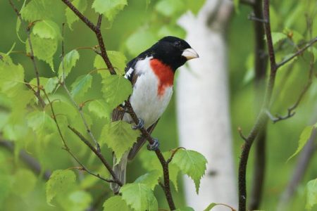 How to Watch a Bird Image